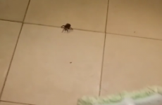 A man tried to squash a spider, but the spider had one last trick up its sleeve