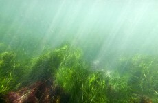 Like swimming in Ireland? The bathing water is classified as 'poor' in these locations...