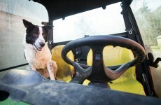 This dog drove a tractor and stopped traffic today (seriously)