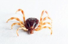Heading to the country? Keep an eye out for disease-spreading ticks