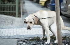 They can DNA test dog poo now, but you don't have to worry just yet...