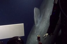 Watch these scientists freak out when they encounter a rare whale