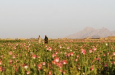 Mystery, super poppy seeds could double how much opium the Taliban can sell
