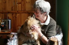 'I'd be heartbroken to leave them all alone': Free service will take care of your dogs if you die