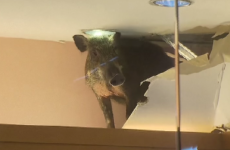 A wild boar fell through a shop ceiling and caused chaos