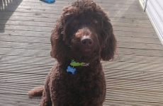 Safe and sound: Autism assistance dog Dempsey is back home with his family