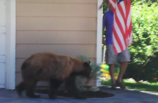 A man had a run-in with a bear... but it didn't end like you'd think