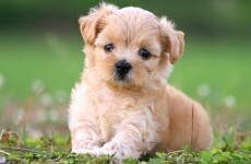 Calls for tighter regulation on Ireland's 'Puppy Farms'