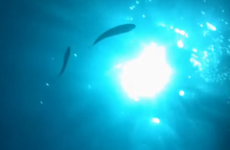 This lad dropped his iPhone into the sea and it recorded the whole thing