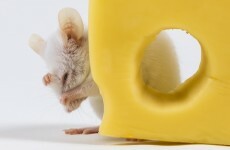 We finally know why there are holes in Swiss cheese