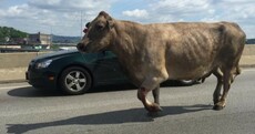 Cow escapes slaughterhouse, goes on the run, gets shot next to McDonald's