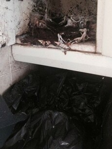 Cork rented house covered in dirt, rotten produce, faeces and maggots