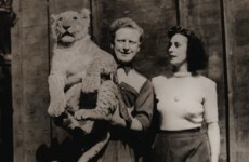 New film tells the fascinating true story of the 1951 Fairview lion escape