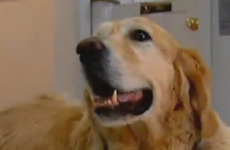 A guide dog threw itself in front of a bus to save his blind owner