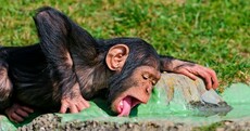 Chimpanzees have sessions, get drunk, go for a lie down - new study