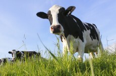 Suspected BSE case is '80% likely' to test positive for the disease