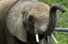 Man attacked and killed by escaped elephant in Germany