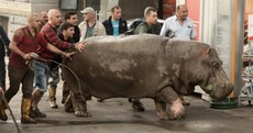 Pictures: Chaos in Georgia as heavy flooding lets zoo animals loose on the streets
