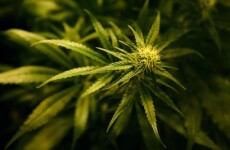 Two arrests after cannabis seizure worth €400,000