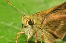 A museum is battling moths by turning them gay