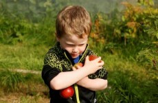 Community garden ordered to close its gates "just as the gooseberries ripen"
