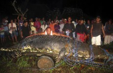 21-foot 'man-eating' crocodile caught in Philippines may be world's largest