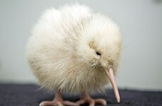 9 facts you (probably) didn't know about New Zealand