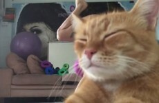 This rude cat ruined its owner's yoga video, and now it's become a meme