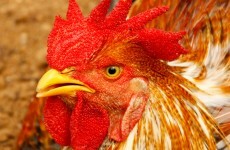 Here's how a chicken could one day save thousands of lives