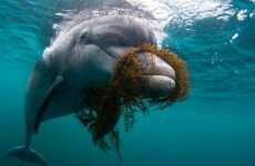 Fergus Finlay had a terrifying encounter with this well-known dolphin