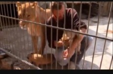 Man shares cage with lioness for five weeks