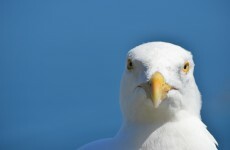 Vicious seagulls behaving like cows "with mad cow disease" - FF senator