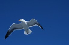 Giant seagulls have been killing sheep on the Dingle Peninsula