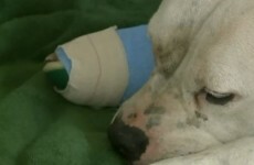 Milwaukee's on edge after a possible lion sighting. And now someone's shot a dog