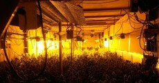 This is what a million euro worth of cannabis looks like