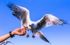 Man denies he fed ketamine to seagull after video goes viral