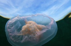 In pictures: TG4 goes underwater
