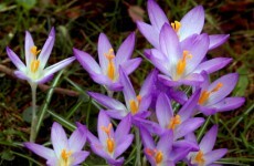 Drug from crocus flower could destroy tumours
