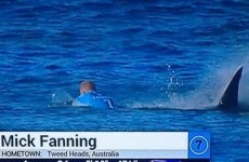A surfer has punched an attacking shark in "a Mick Fanning replay"