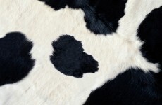 Woman in cow-print onesie holds man at gunpoint in 3am robbery