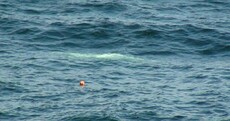 First ever pictures of Arctic beluga whale in Irish waters (well, it has been a bad summer)