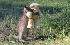This adorable picture of an orphaned kangaroo and his teddy is going viral