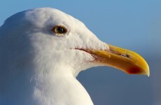 A 'rogue seagull' caused the closure of the Dublin Port Tunnel this afternoon