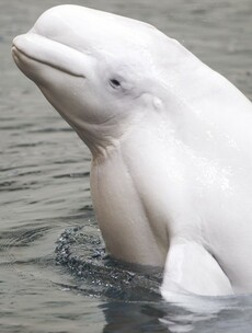 How many whales and dolphins can you count in one day? It's All Ireland census time