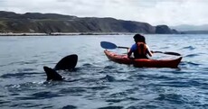 Watch: Huge basking sharks get up close and personal with Malin Head canoeists