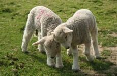 16 lambs with 'poisonous meat' stolen from Tyrone farm
