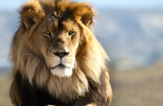 Guide mauled to death at park where Cecil the lion was killed