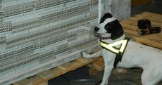 Clever customs dog finds 8 million cigarettes hidden in window frames