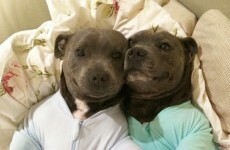 23 hilarious dogs who will brighten your day every time