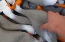 Who imagined squeezing a bunch of rubber ducks could be this hilarious?